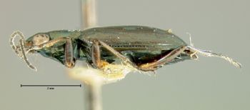Media type: image;   Entomology 23865 Aspect: habitus lateral view